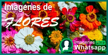 imagenes de flores para whatsapp